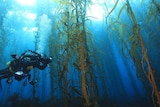 Diver swims through kelp forest.