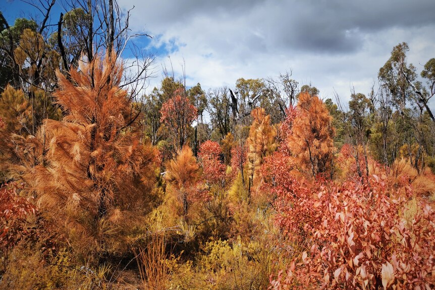 Trees with leaves turned red in forest