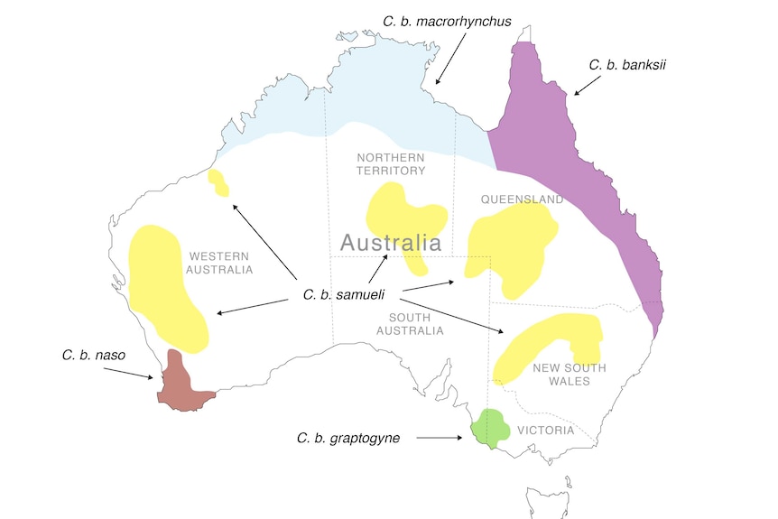 A map of Australia with various sections highlighted in different colours to show groupings of birds.