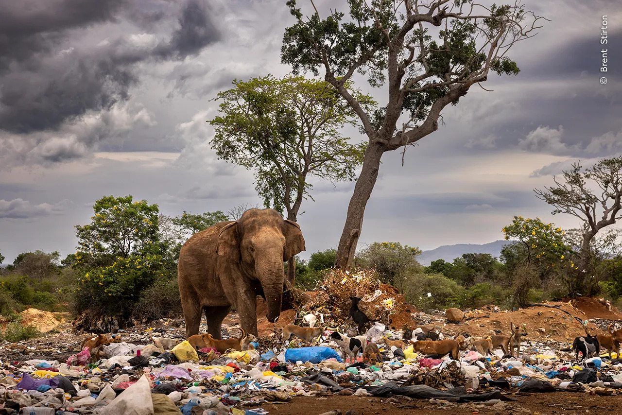 A bull elephant kicks over garbage as it scavenges for rotten vegetables and fruit at a dump in Tissamaharama, Sri Lanka.