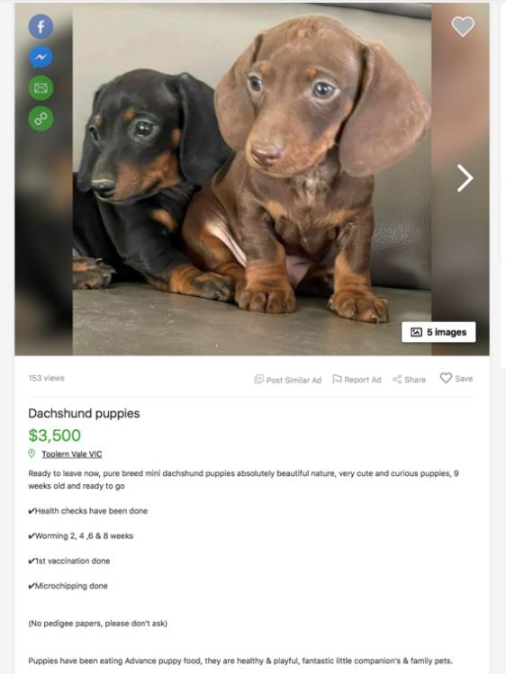 Screenshots of two ads for Dachshund puppies.