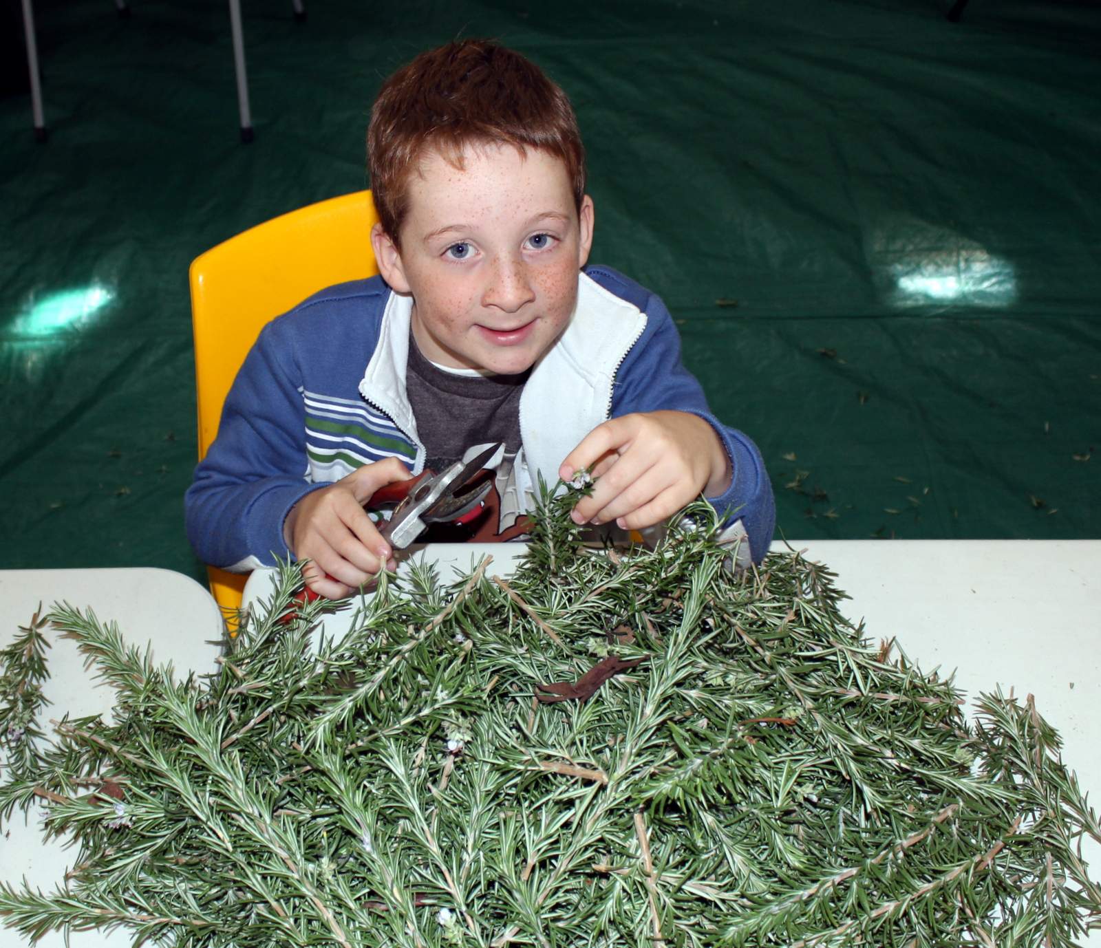 Sprigging rosemary for remembrance on Anzac Day ABC News