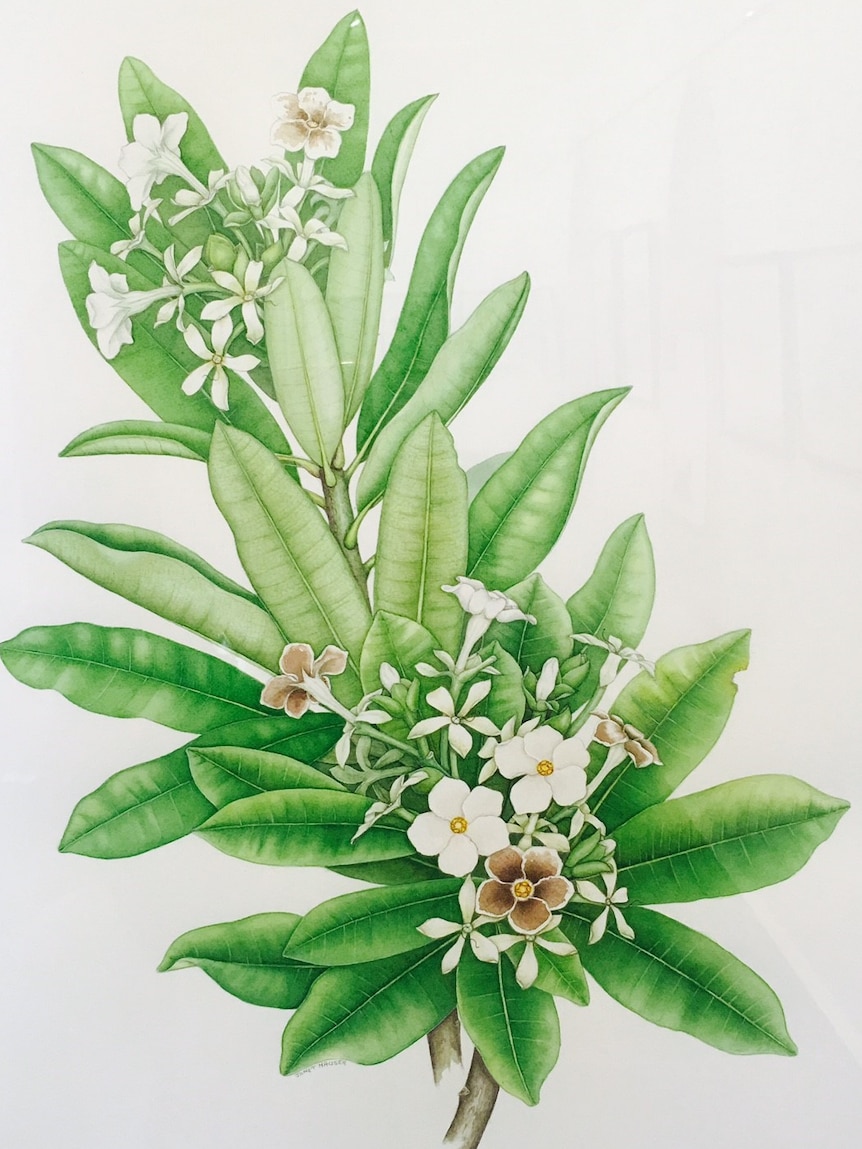 Illustration of white flowers and green leaves