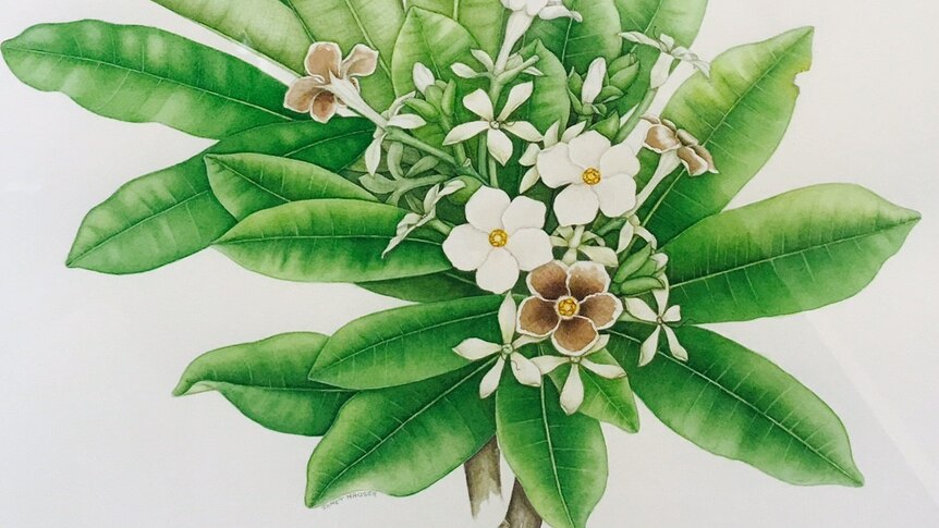 Illustration of white flowers and green leaves