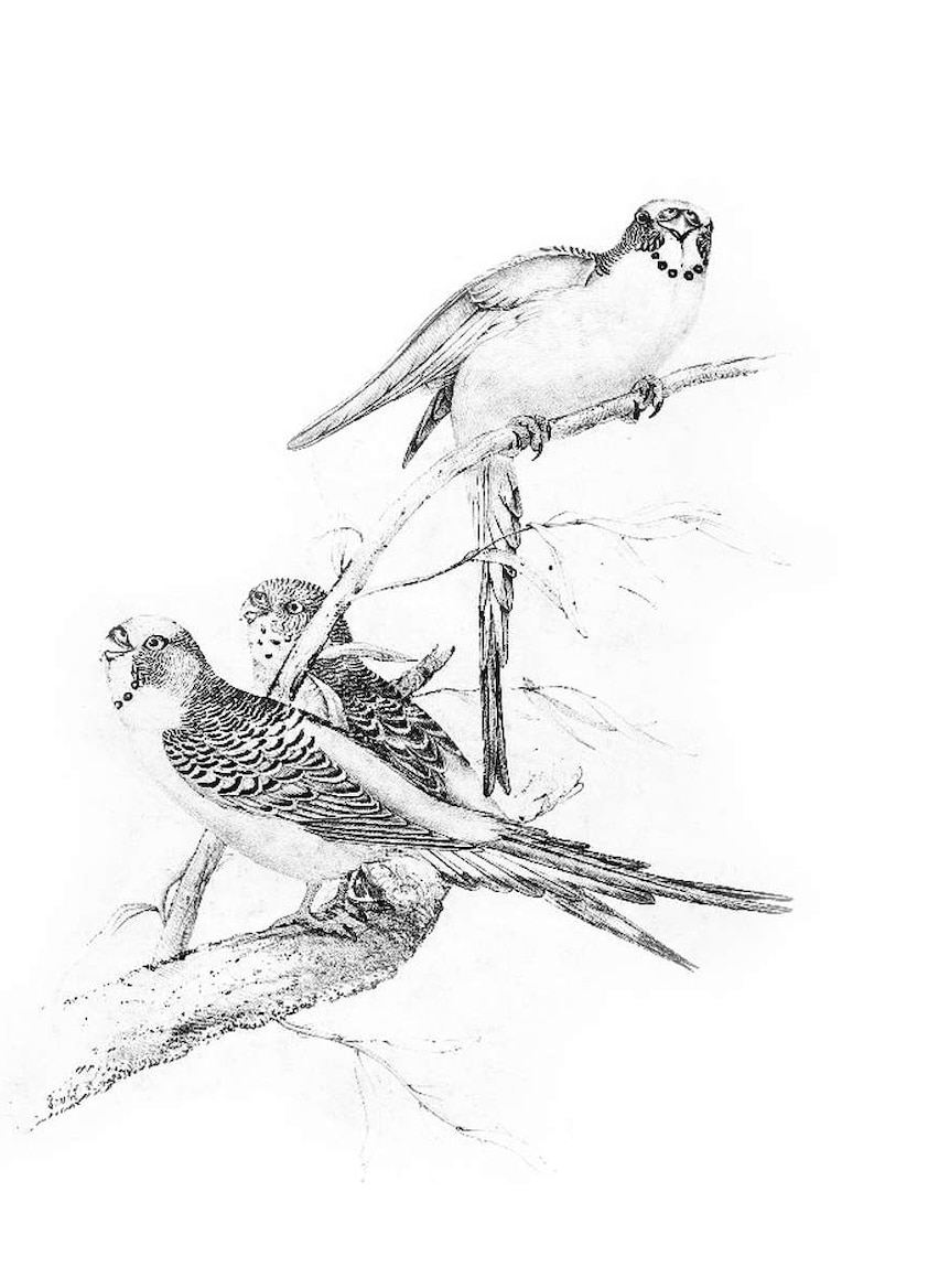A sketch of three budgerigars.
