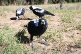Close up of a magpie in a a group of birds