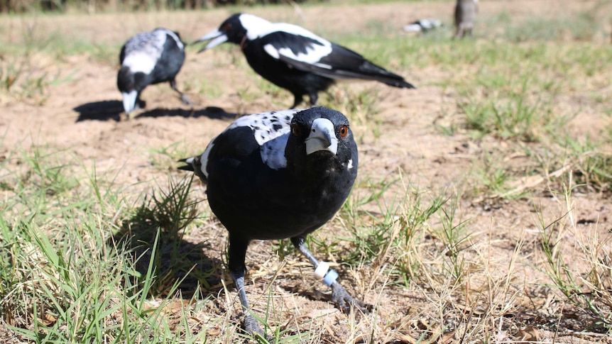 Close up of a magpie in a a group of birds