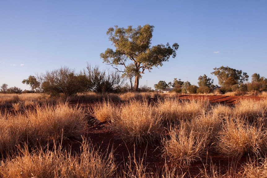 A tree in the remote WA community of Warburton.