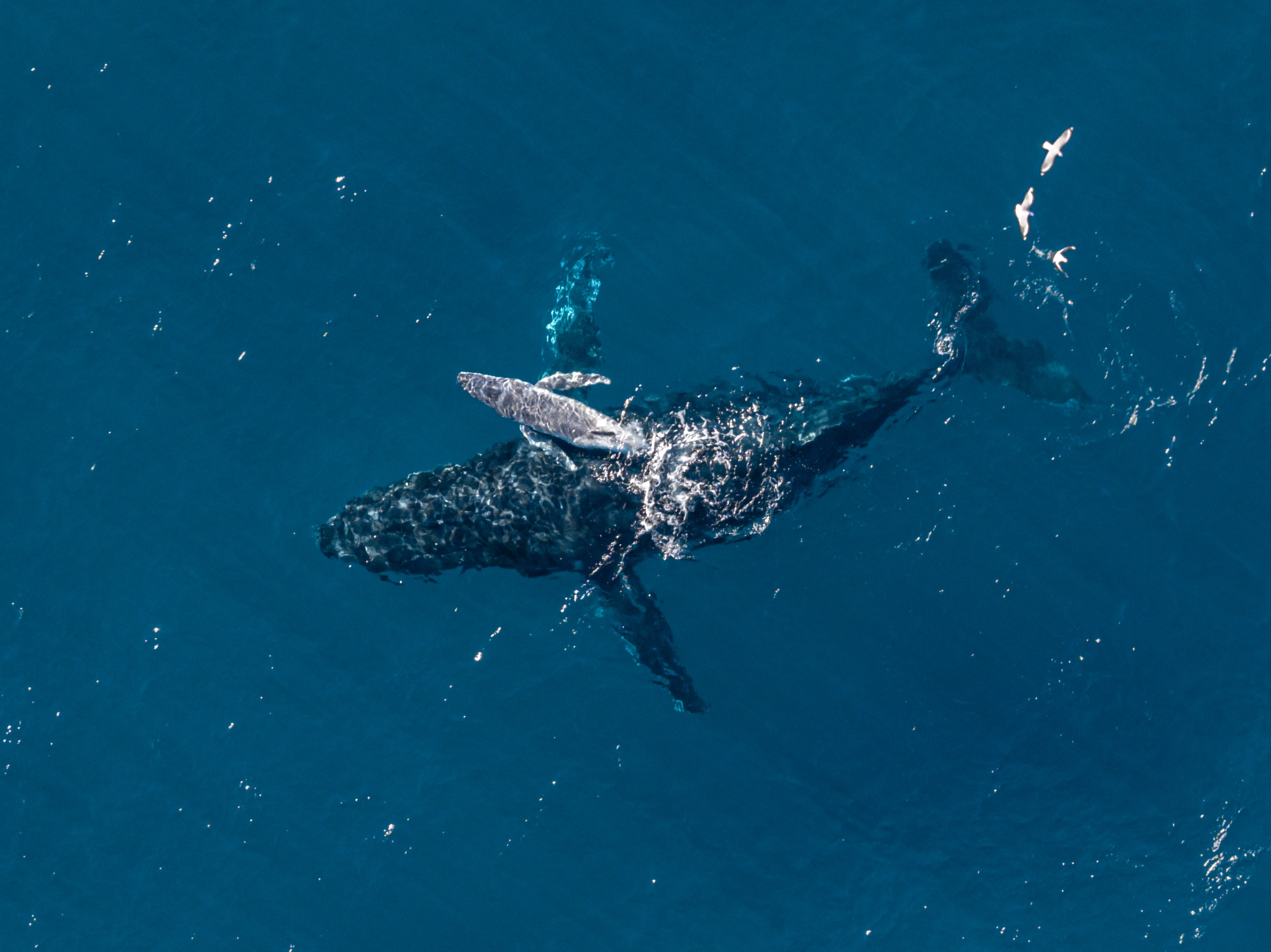 Drone captures rare video of 'magical moment' whale birth