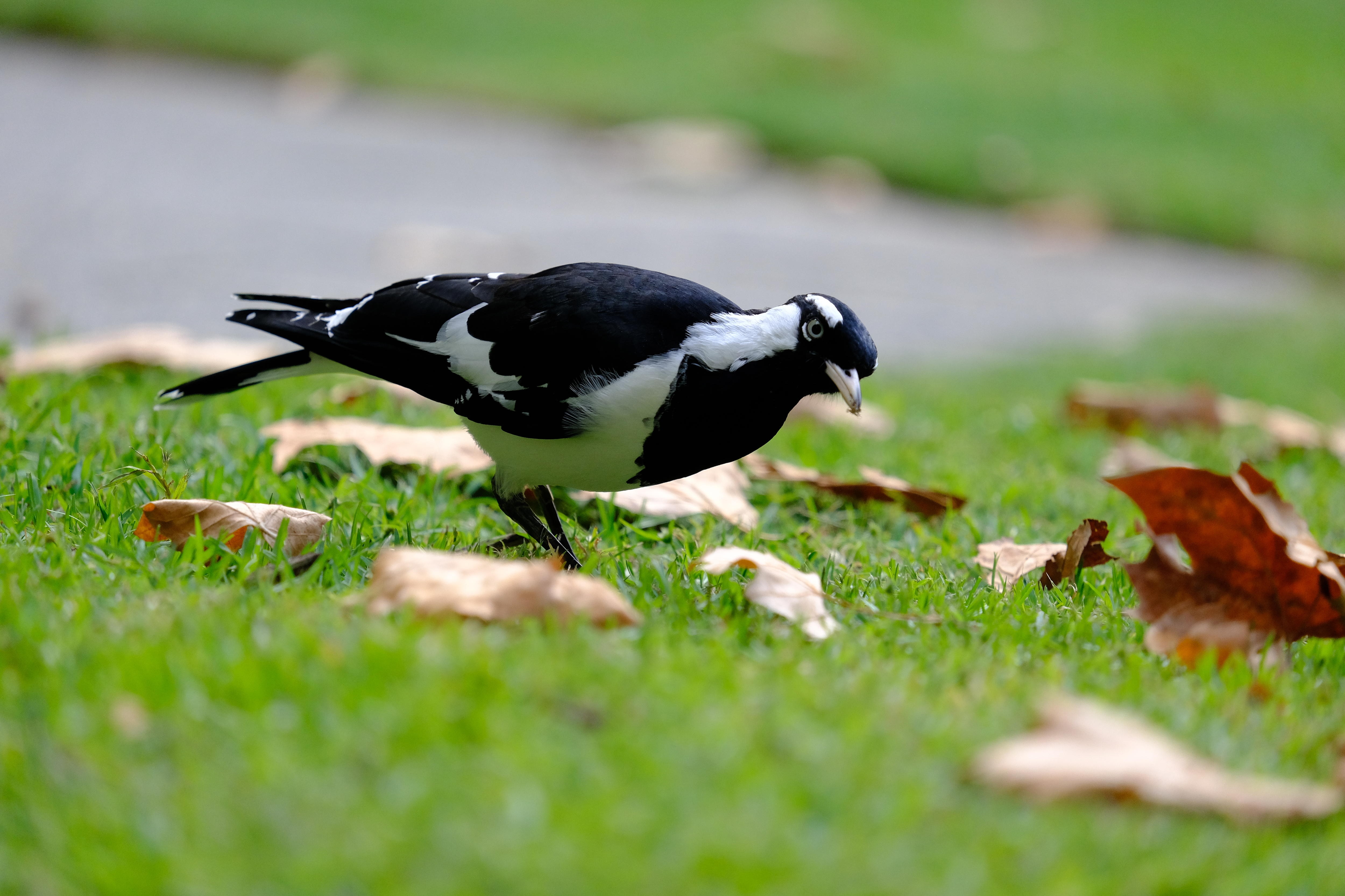 Un pequeño pájaro blanco y negro parado sobre el césped rodeado de hojas caídas