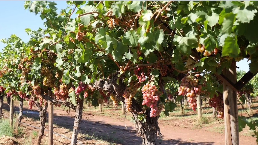 Table grapes on a vine in Sunraysia