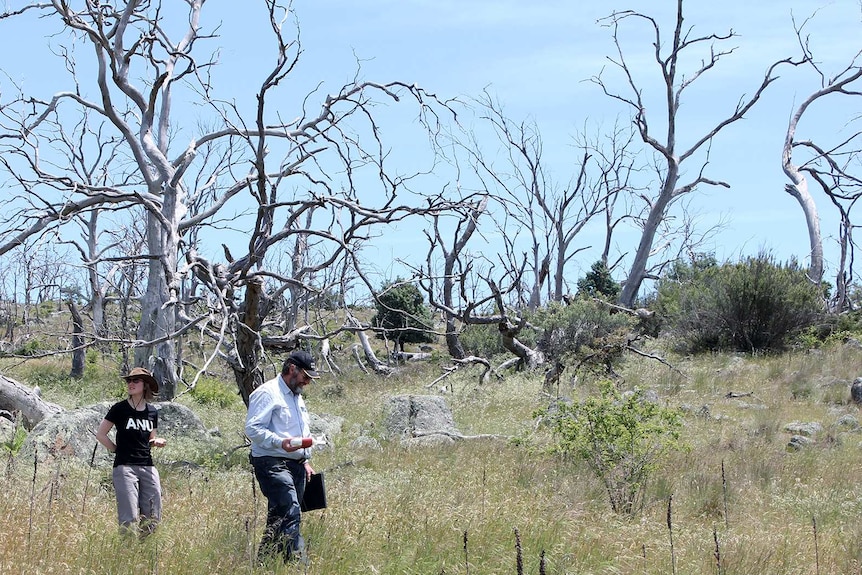 Catherine Ross and Dr Cris Bracks researching dieback on the Monaro Plains