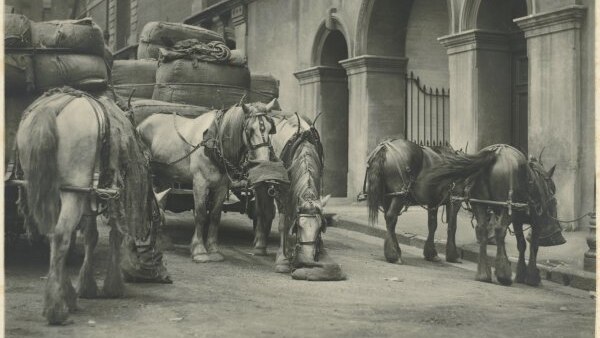 A team of draft horses and their load of wool at Circular Quay in 1912.