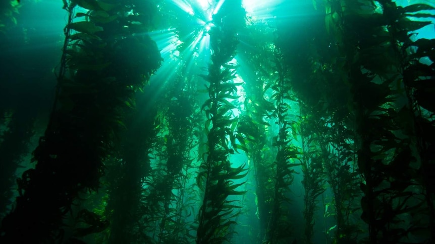 Photo of kelp forest looking up at the surface, bolts of light come down.