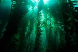 Photo of kelp forest looking up at the surface, bolts of light come down.