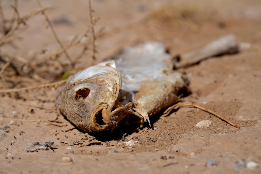 A dried-out, dead fish lies in outback dirt.