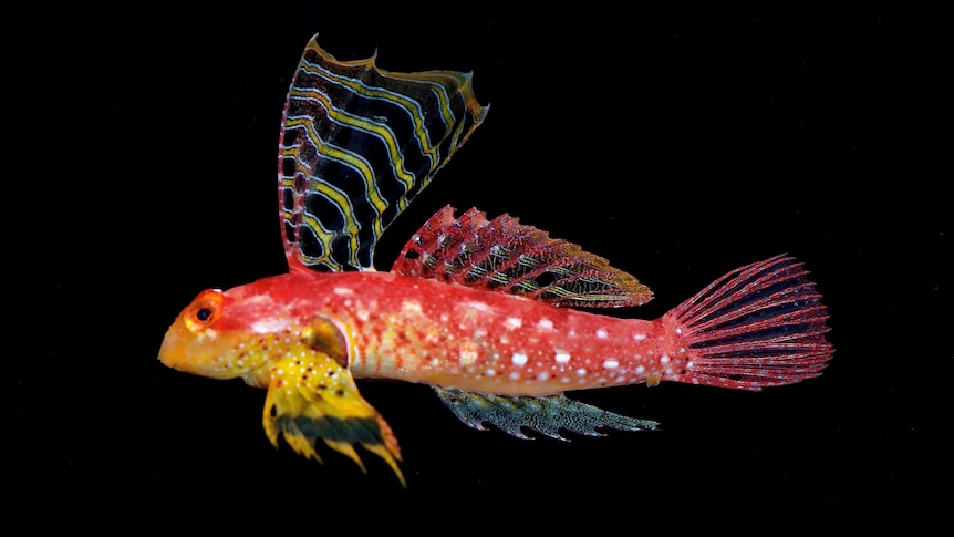An image of the fish, Synchiropus sycorax, the Ruby Dragonet. It has rainbow scales.