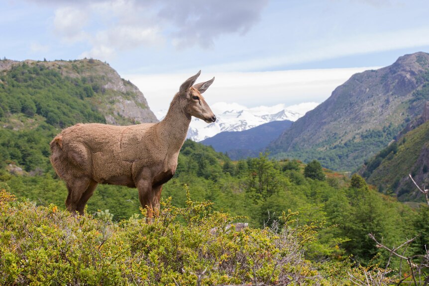 A deer-like animal in the mountains.