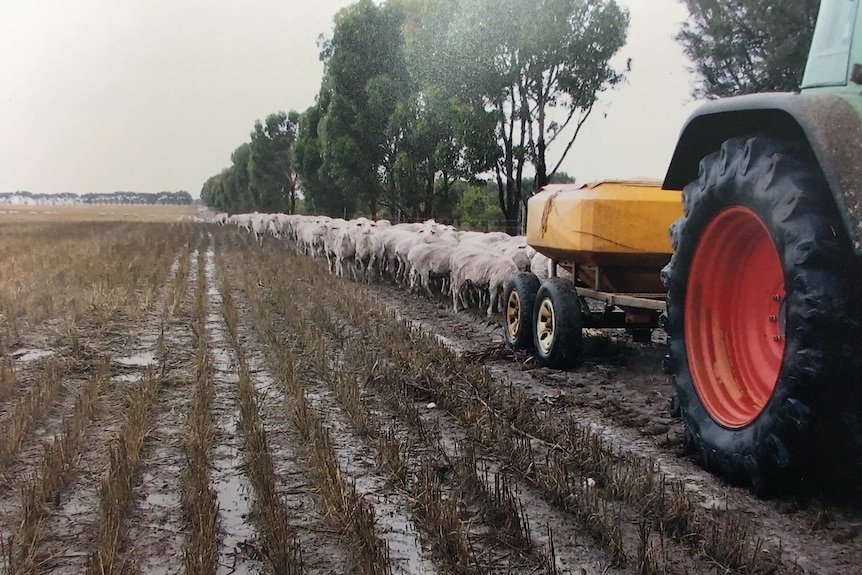 Marg Agnew feeding freshly shorn sheep using a tractor after Esperance flood, January 2007