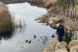 Police divers in a dam while another police officer watches