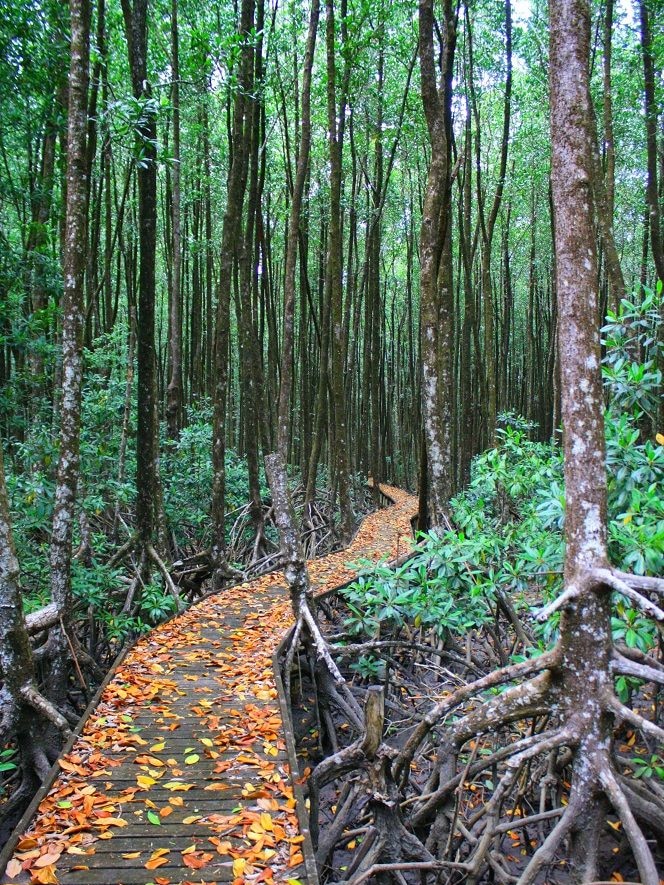 A leaf littered boardwalk winds through a forest of tall mangrove trees in Cairns.