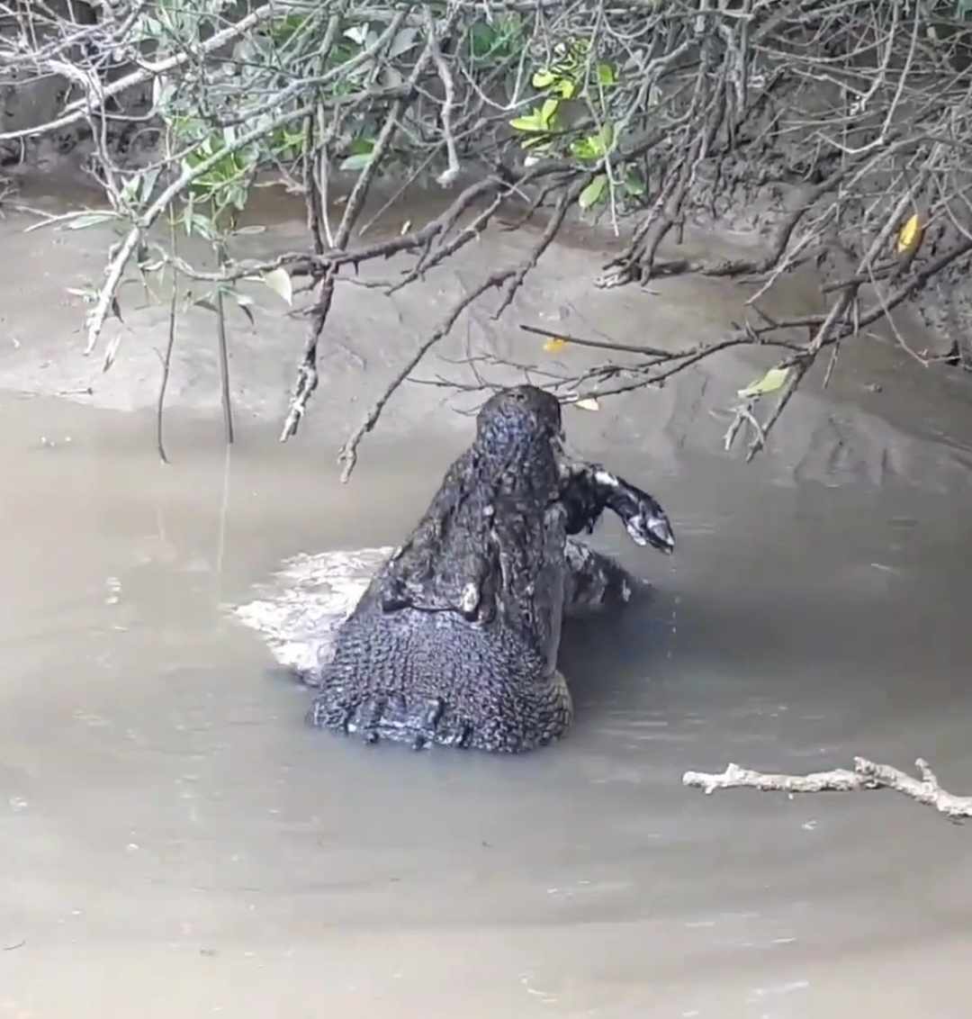 A croc head pokes from muddy water with the hoof of a wild pig poking from its mouth. 