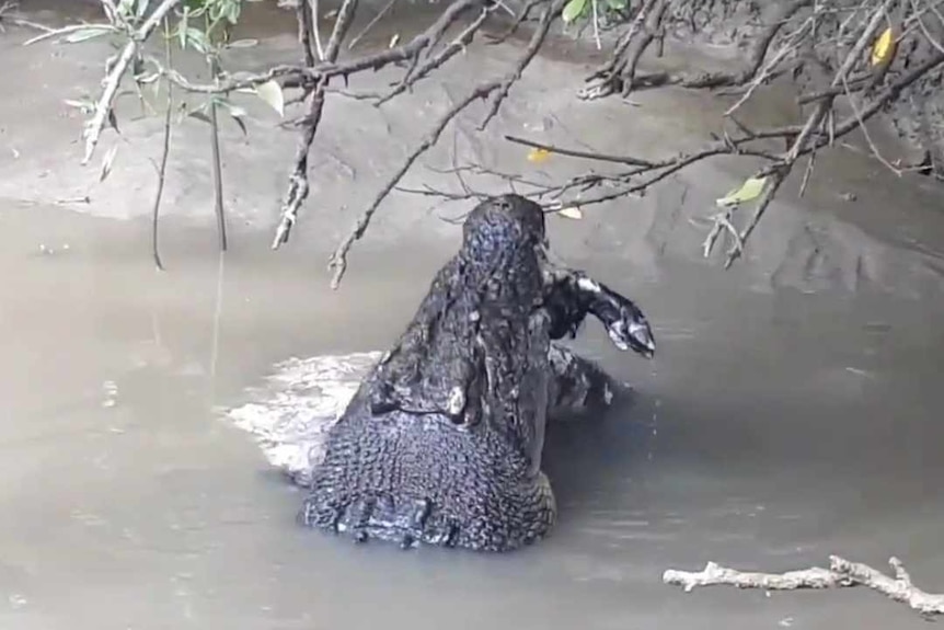 A croc head pokes from muddy water with the hoof of a wild pig poking from its mouth. 