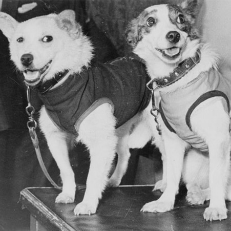 Belka and Strelka