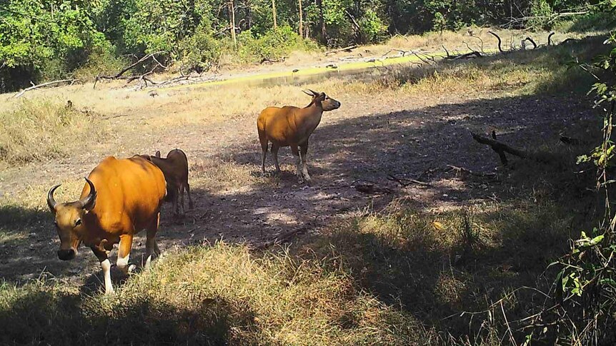 Wild banteng, captured on camera trap, roam around a clearing in the forest. Birds drink water in the background.