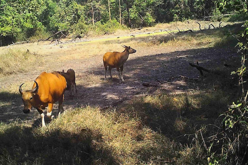 Wild banteng, captured on camera trap, roam around a clearing in the forest. Birds drink water in the background.