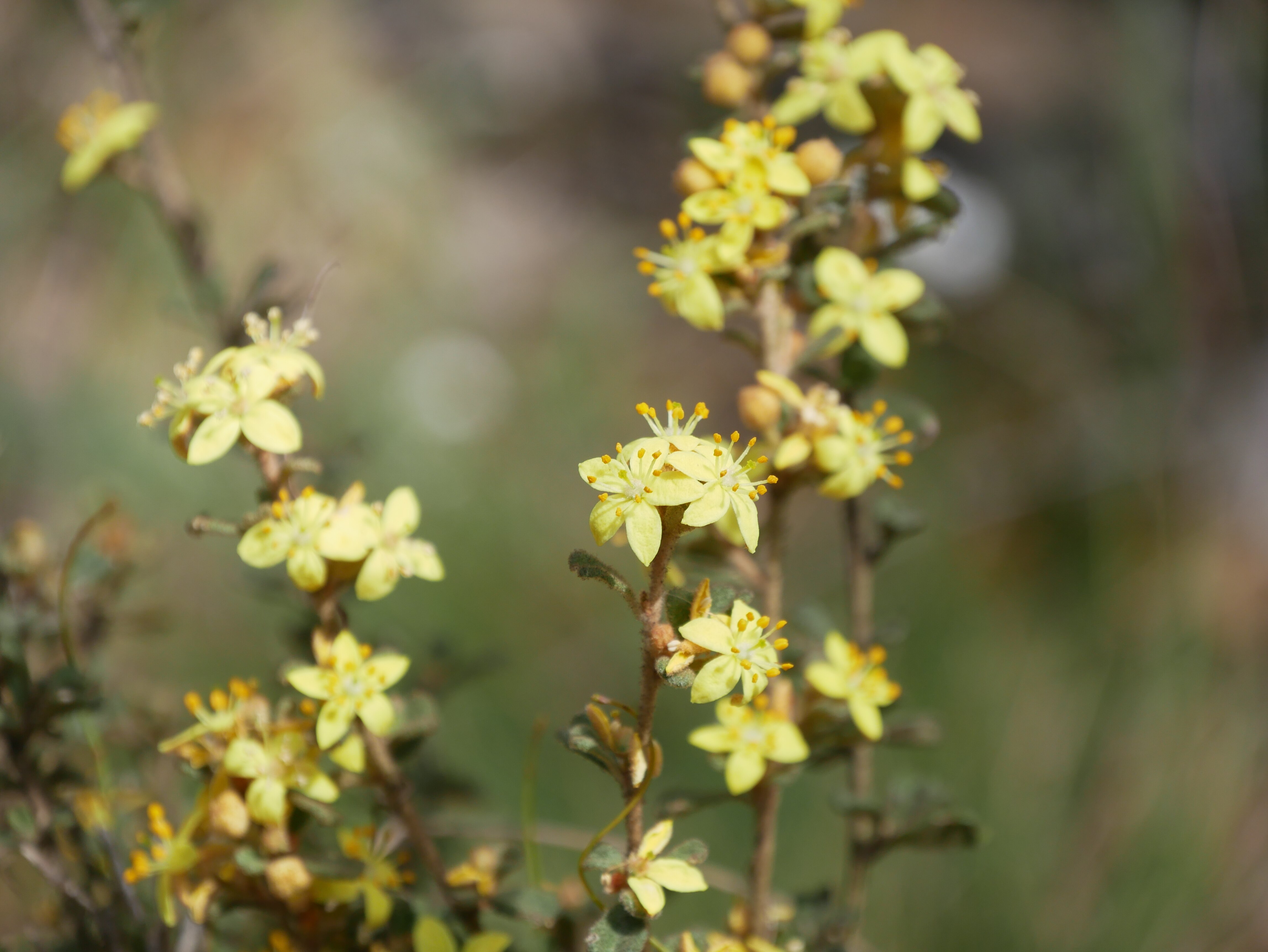 A close-up image of a cluster of small yellow flowers. The background is blurry and green. 