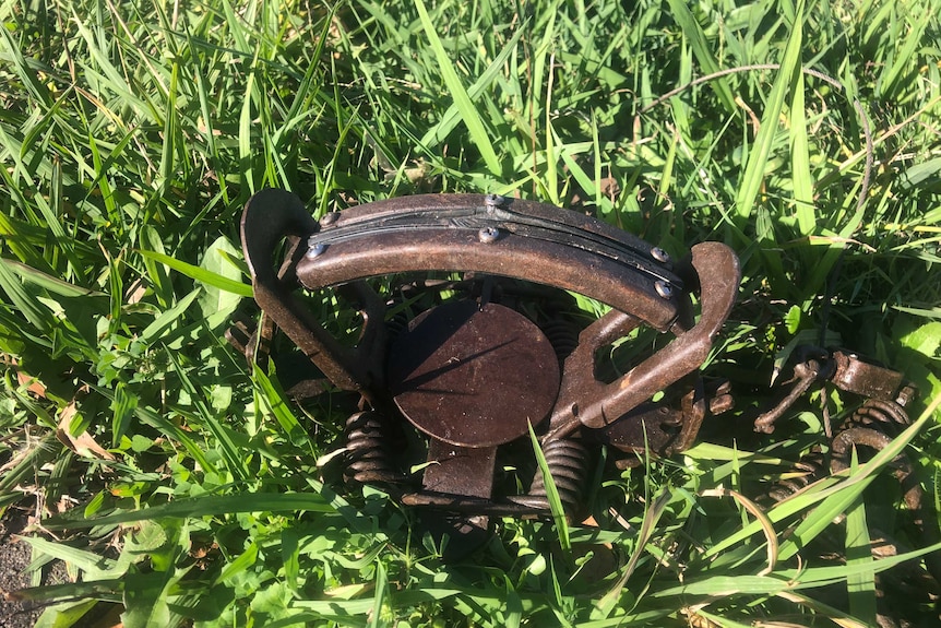 A Victor #3 soft jaw trap, used for capturing wild dogs