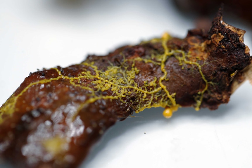 Paris zoo unveils the 'blob' slime mould with 720 sexes which looks like a  fungus but acts like an animal - ABC News