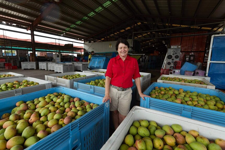Woman surround by crates of mangoes in a large open shed, Northern Territory