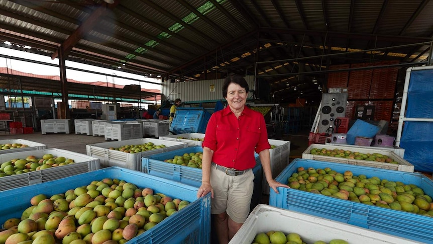 Woman surround by crates of mangoes in a large open shed, Northern Territory