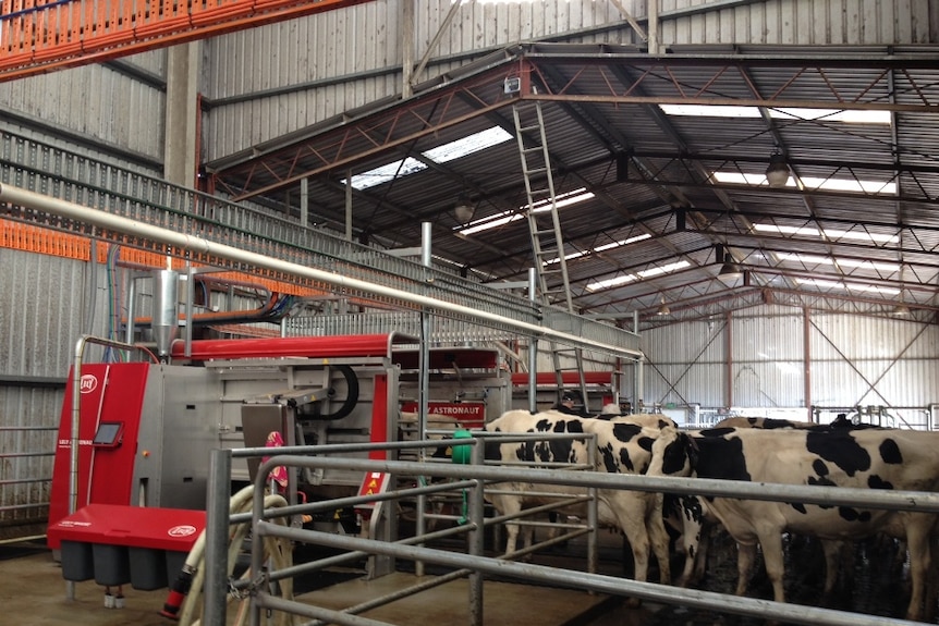 A big red robotic dairy, with cows walking through yards to be milked in a massive shed in north-west Tasmania