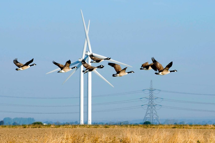 Flying geese and wind turbines