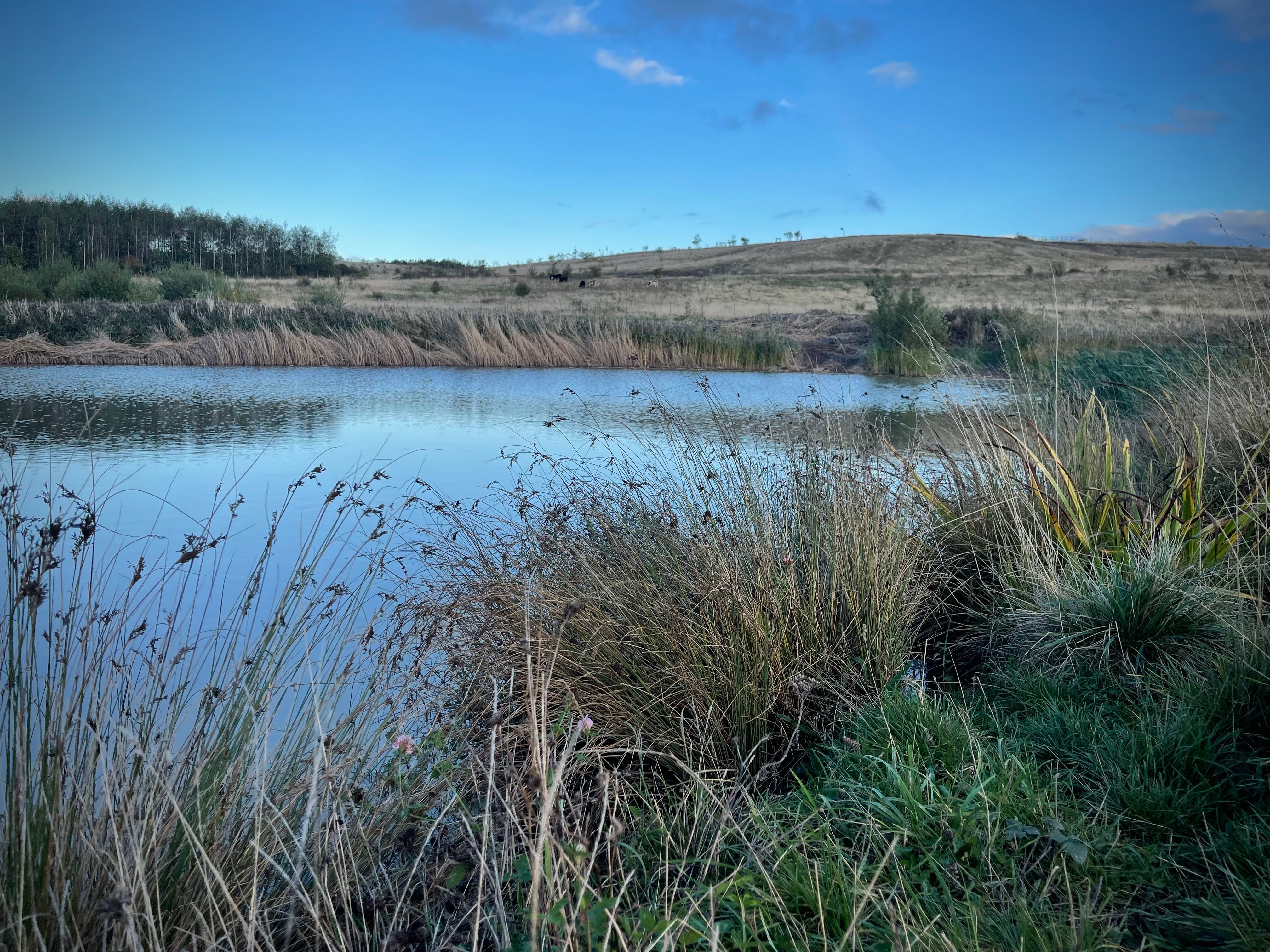 A body of water is surrounded by glasslands and reeds.