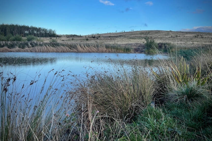 A body of water is surrounded by glasslands and reeds.