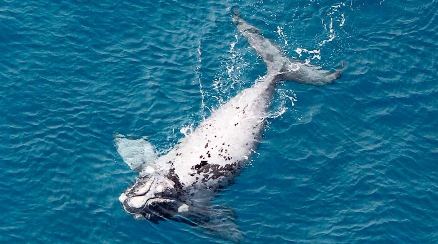 Aerial shot of a white southern right whale calf floating on its back.