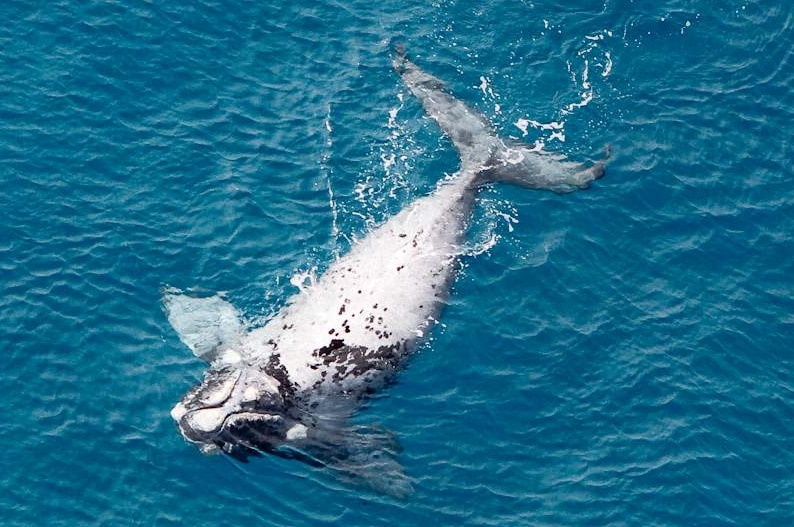 Aerial shot of a white southern right whale calf floating on its back.