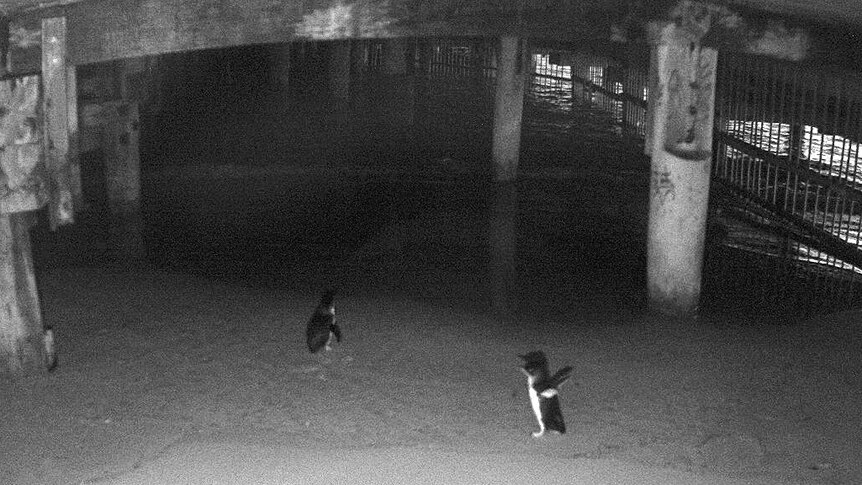 Little penguins beneath Manly Wharf seen via CCTV cameras,