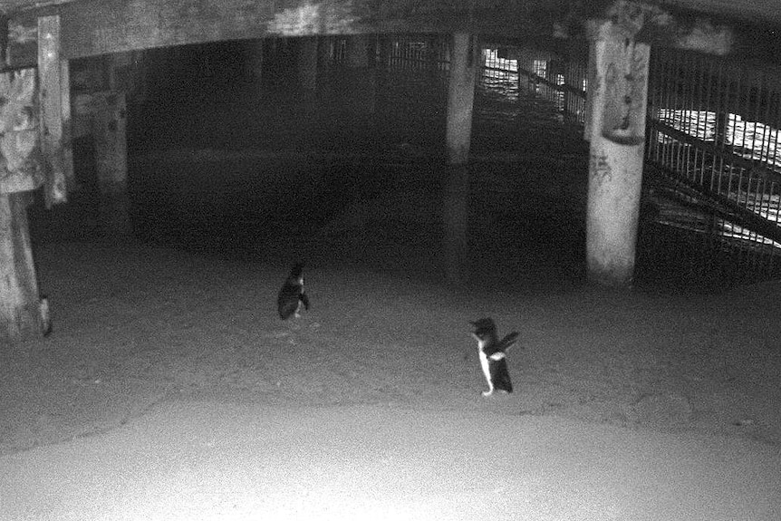 Little penguins beneath Manly Wharf seen via CCTV cameras,