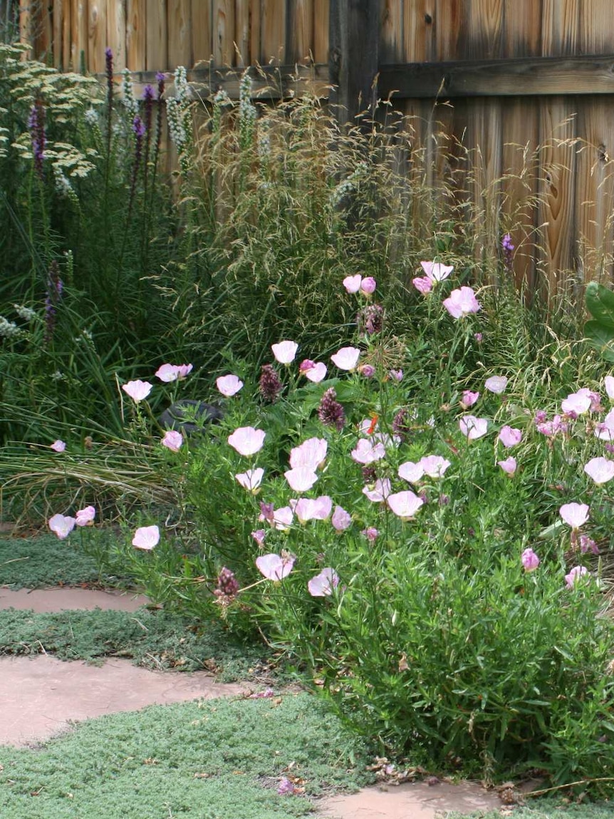 A garden where woolly thyme is used as a groundcover between pavers.