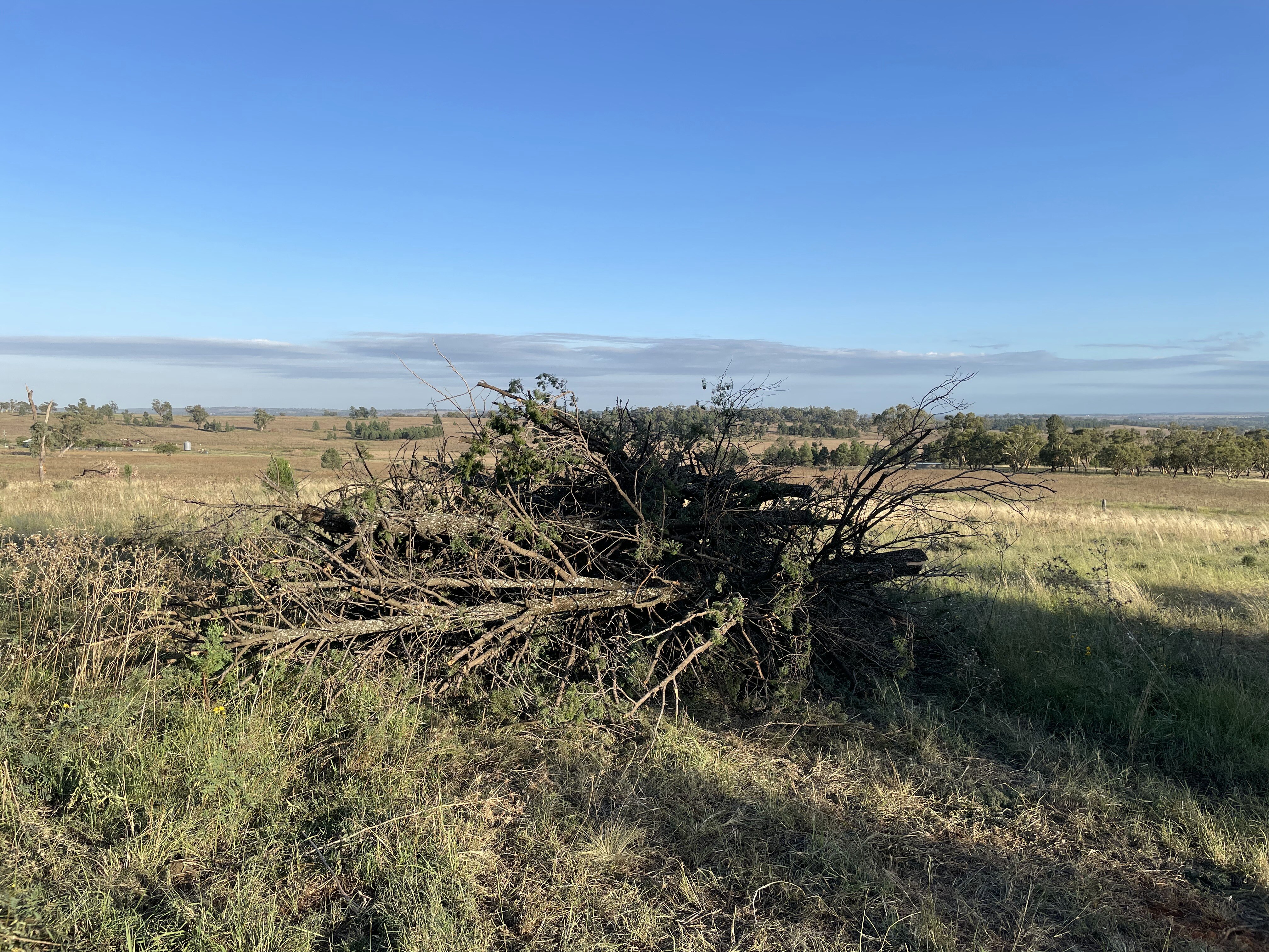 A chopped tree on its side in a field.