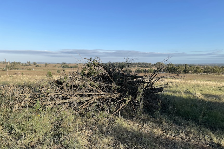 A chopped up tree on its side in a field.