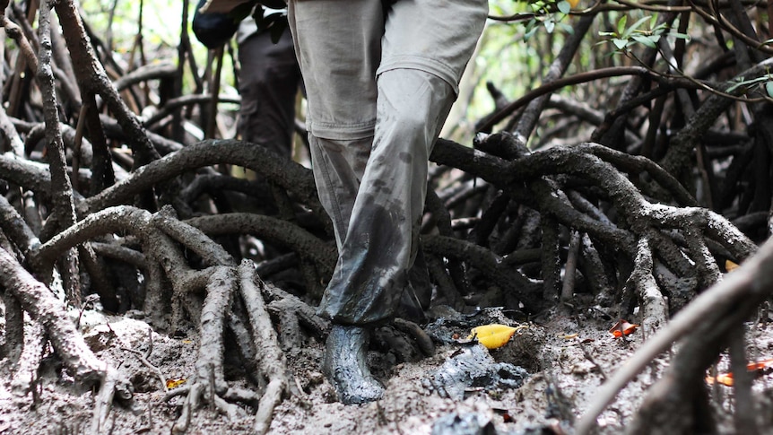 Two people's feet hold a wooden table and trudge through muddy mangroves.