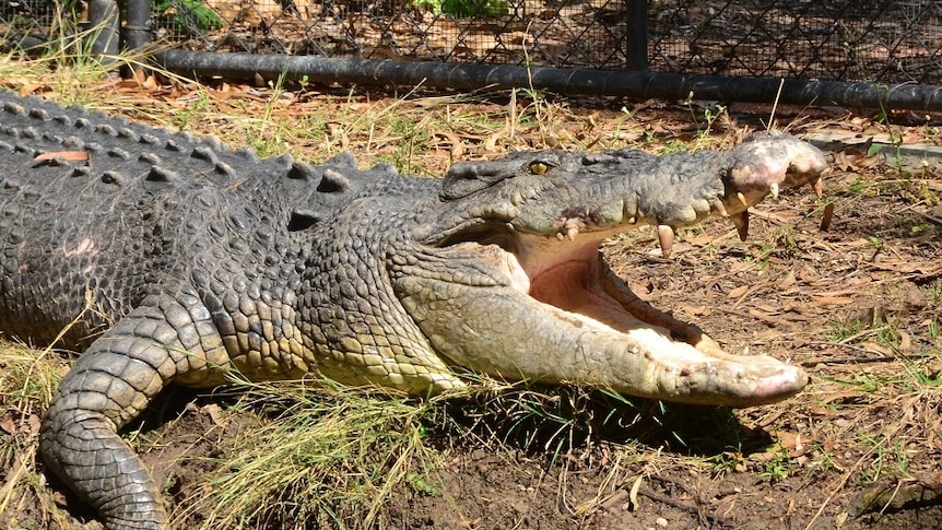 A large saltwater crocodile with its mouth open on a river bank.