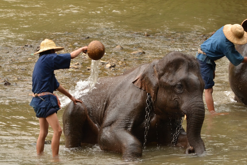 Elephant training centre in Thailand