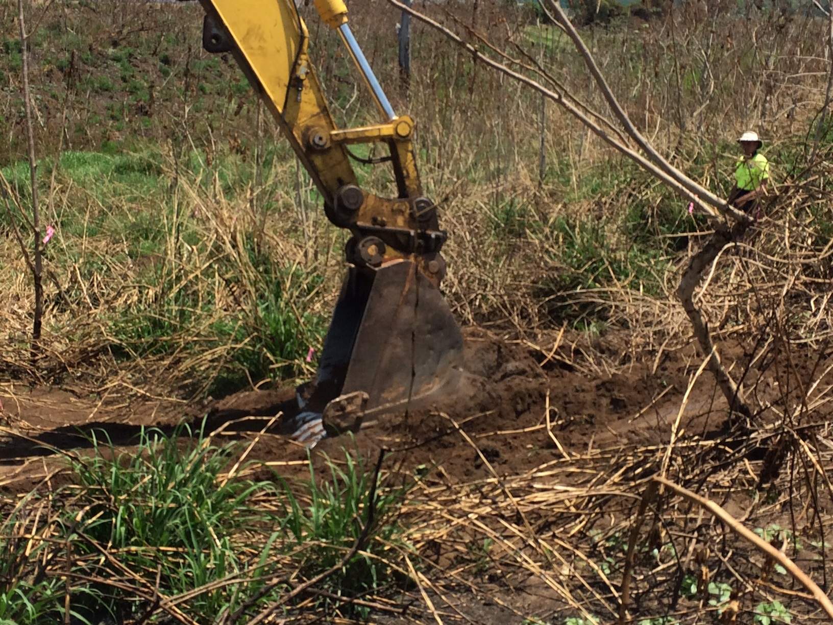 Tenthill Creek rabbit infestation could threaten Lockyer Valley ...